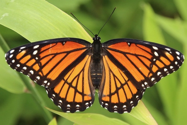 butterfly life cycle