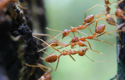 ant colony structure