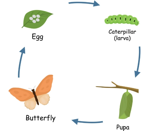 insect metamorphosis