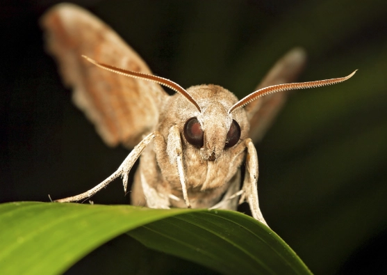 how to attract nocturnal insects