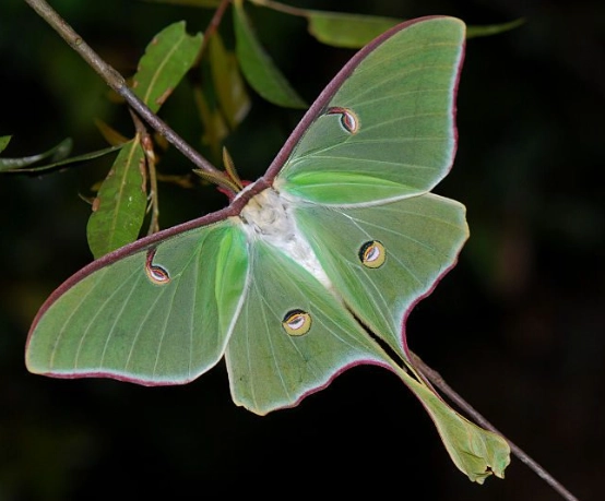 nocturnal insect control