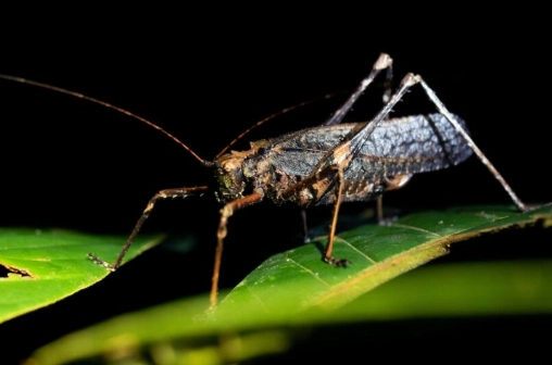 how to attract nocturnal insects