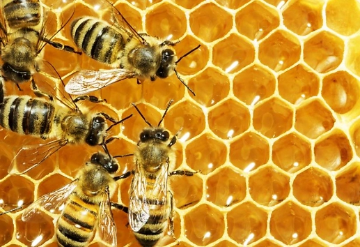 ant colony structure