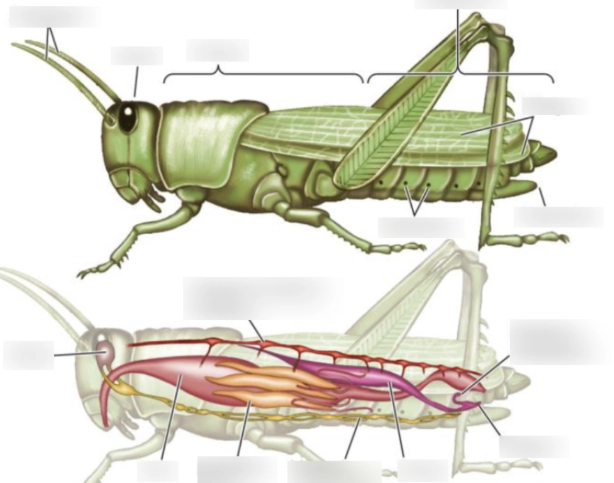 insect morphology