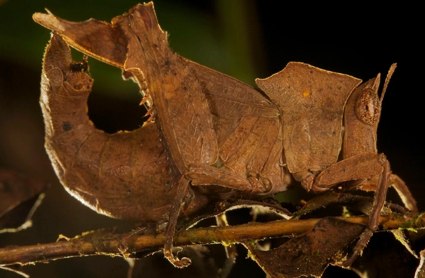how to spot camouflaged insects