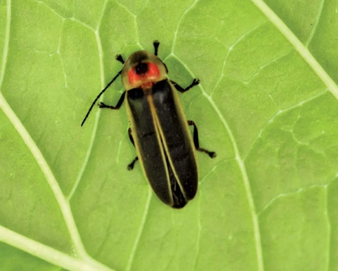 nocturnal insect control