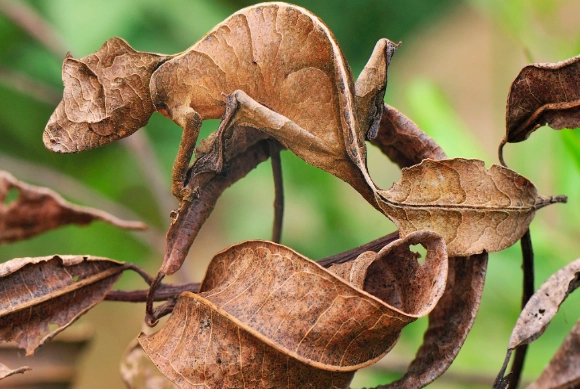 insect camouflage types