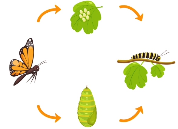 butterfly life cycle