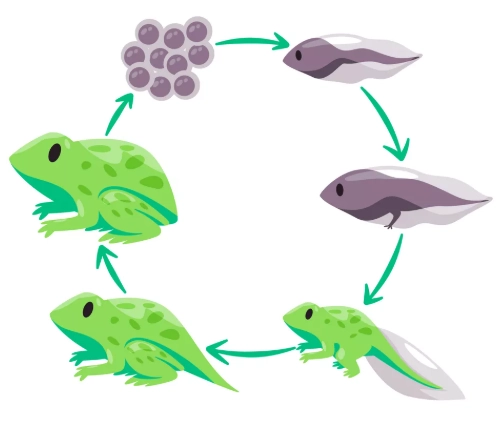 complete metamorphosis
