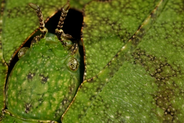 how to spot camouflaged insects
