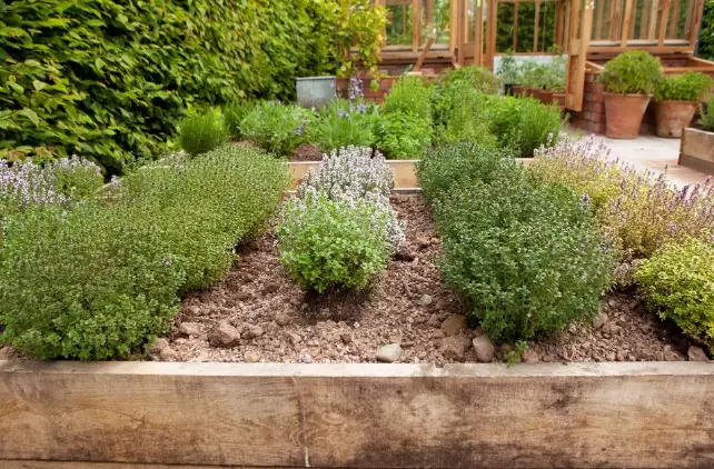 how to grow herbs