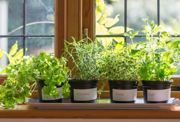 indoor herb garden