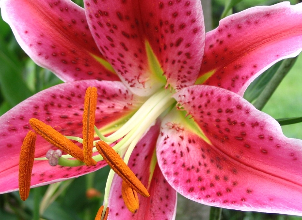 music engraving software