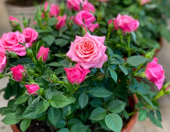 rose care guide rose care guide