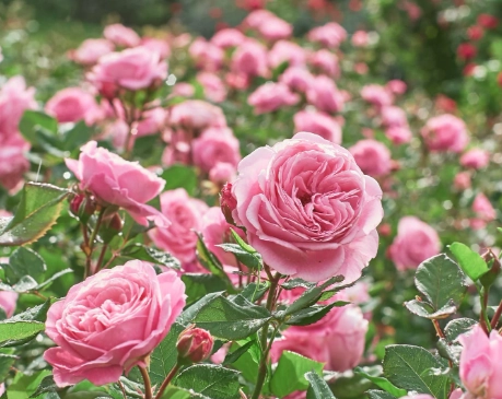 rose plant care rose plant care