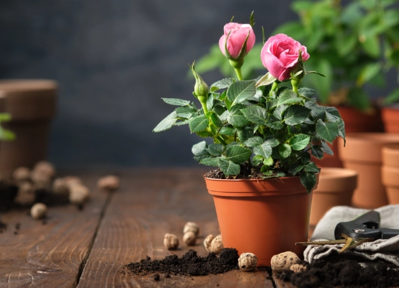 rose care guide rose care guide