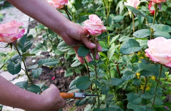 how to grow roses how to grow roses
