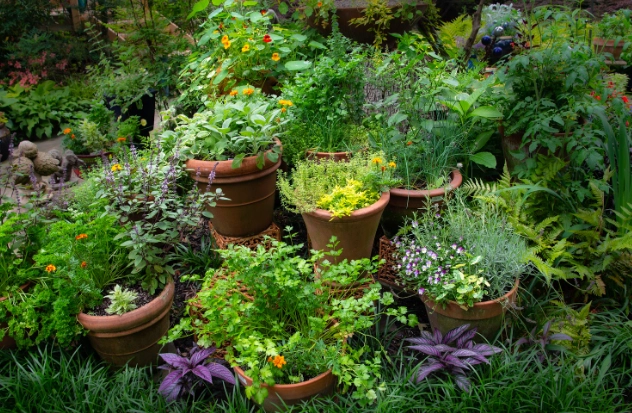 herb garden for beginners