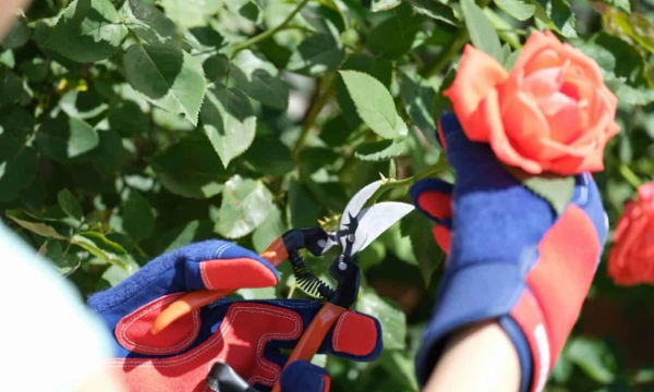 how to grow roses how to grow roses