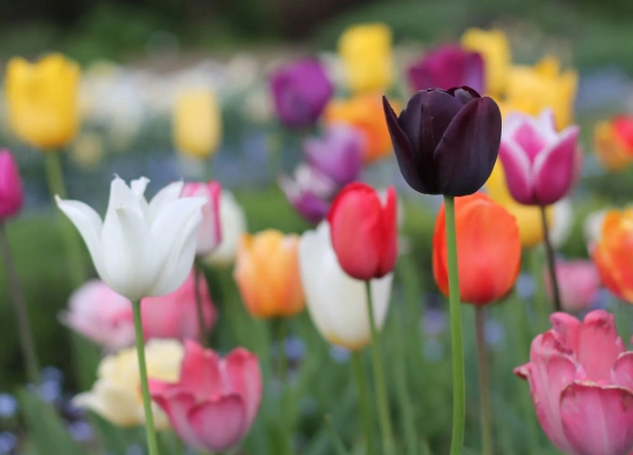 tulip planting