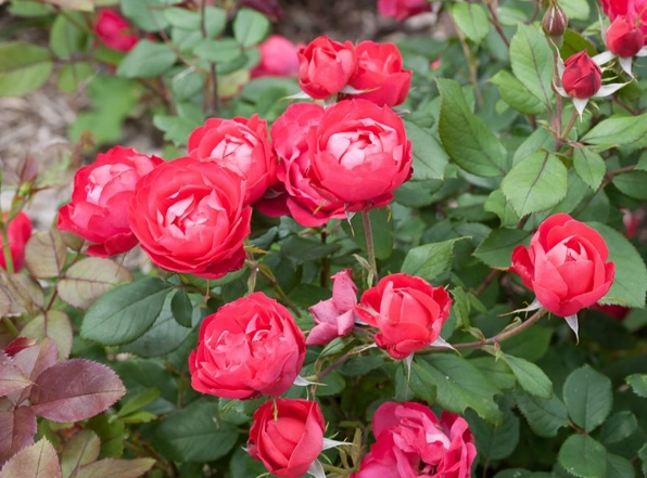 rose plant care rose plant care