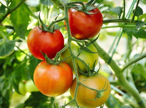 tomato plant problems