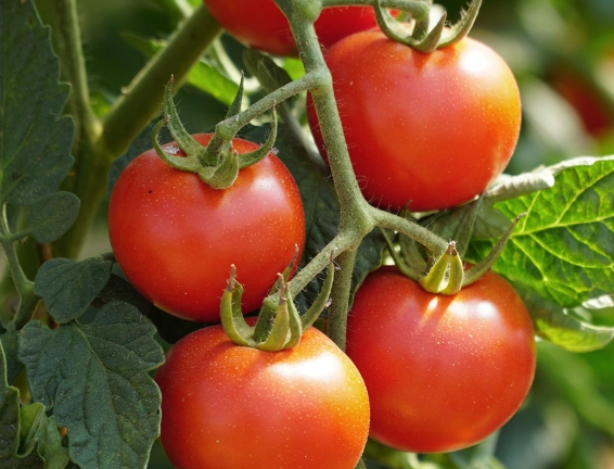 tomato plant problems