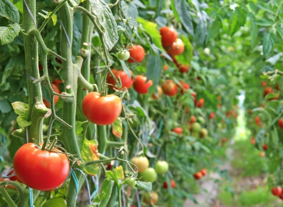 tomato plant care