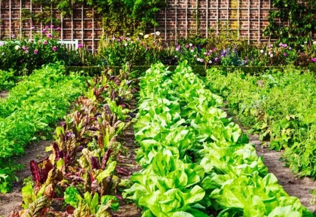 best vegetables to grow for beginners