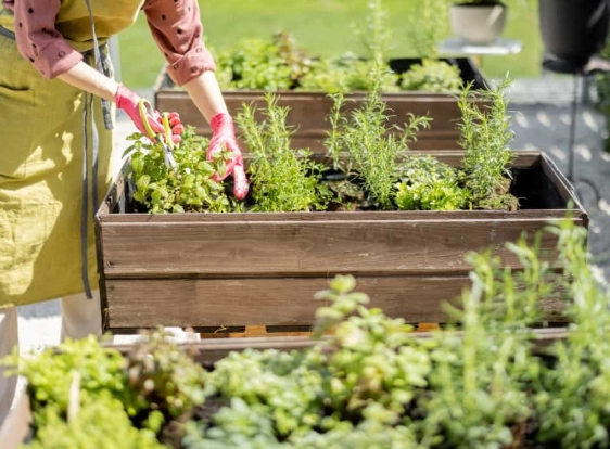 companion planting herbs companion planting herbs