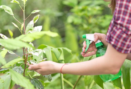 how to use neem oil on plants how to use neem oil on plants