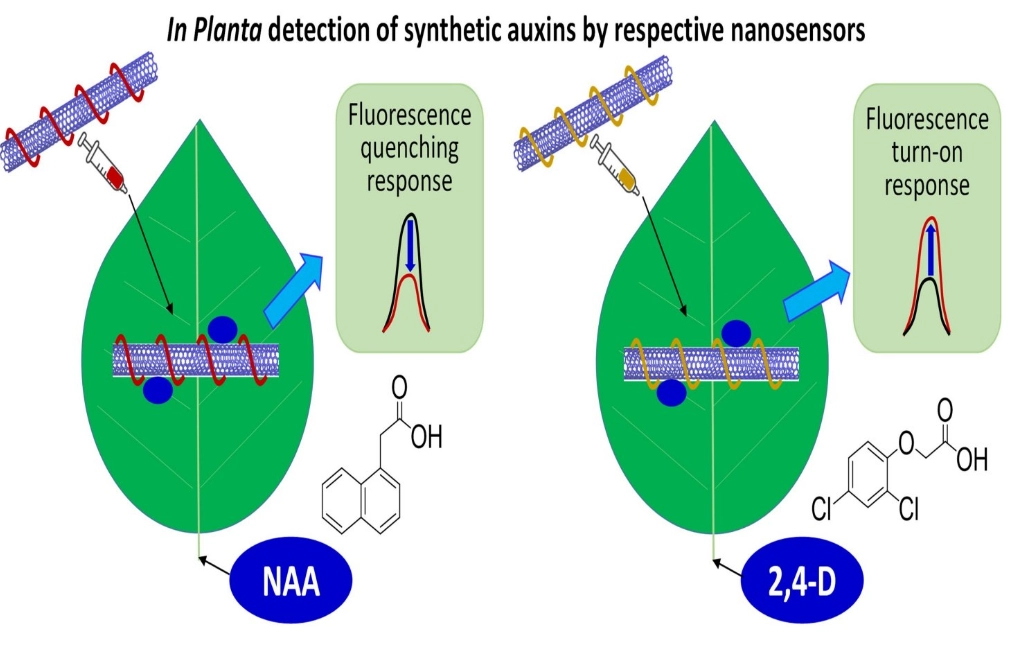 plant growth regulators plant growth regulators