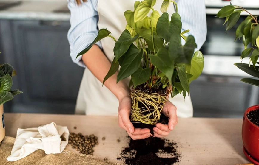 plant repotting guide