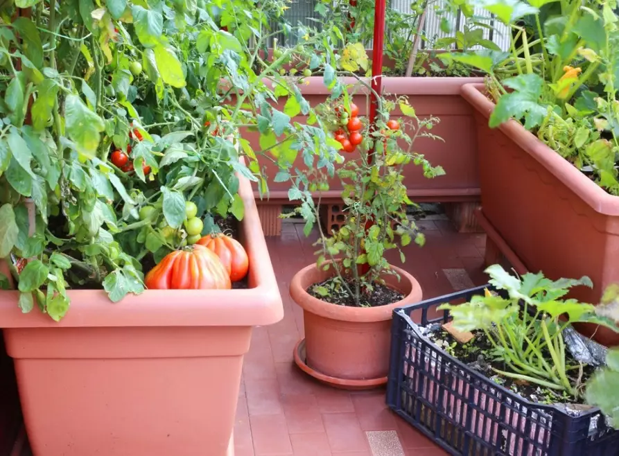 small space gardening