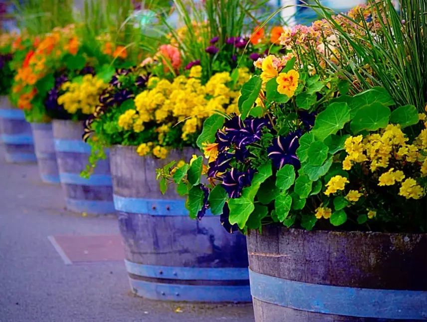 best plants for containers