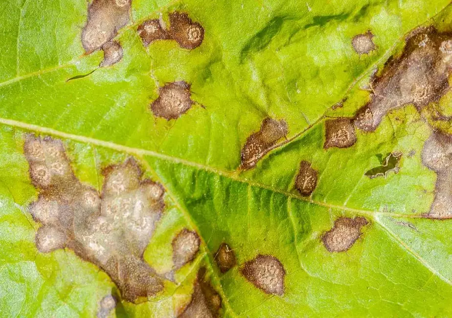 how to treat brown spots on leaves