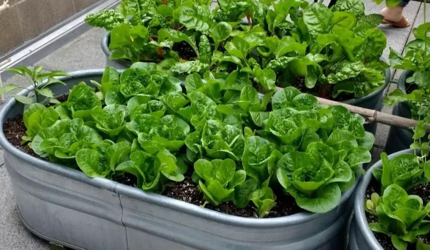 small space gardening