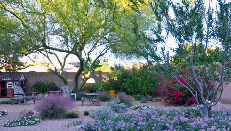 drought tolerant plants