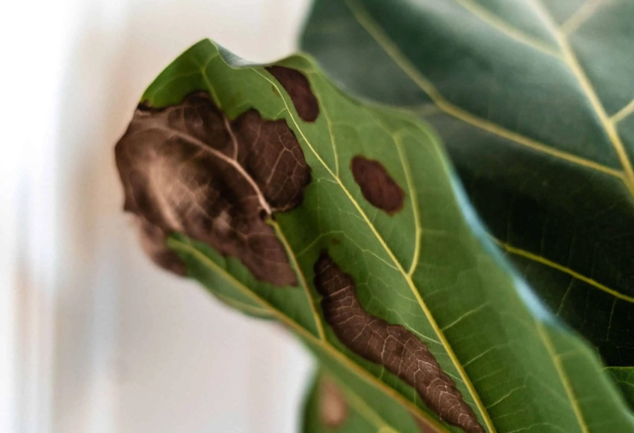 how to treat brown spots on leaves