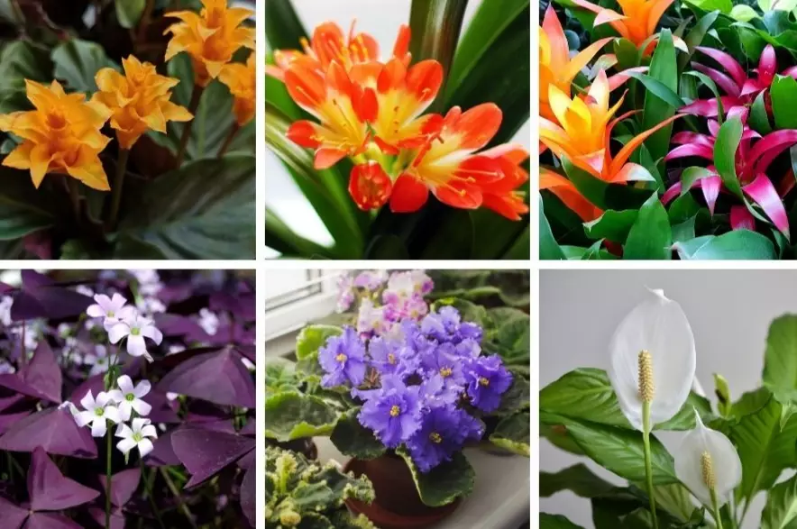 best low light houseplants
