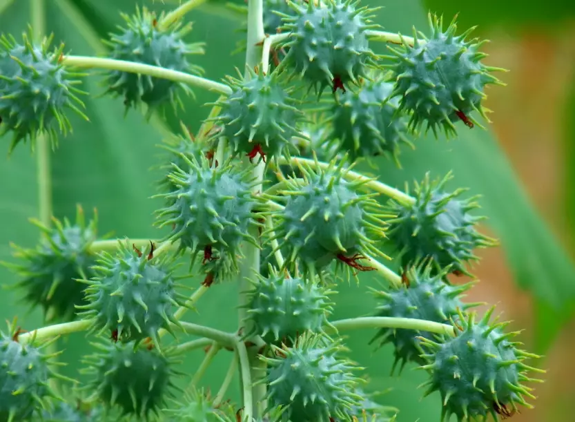 toxic plants for dogs