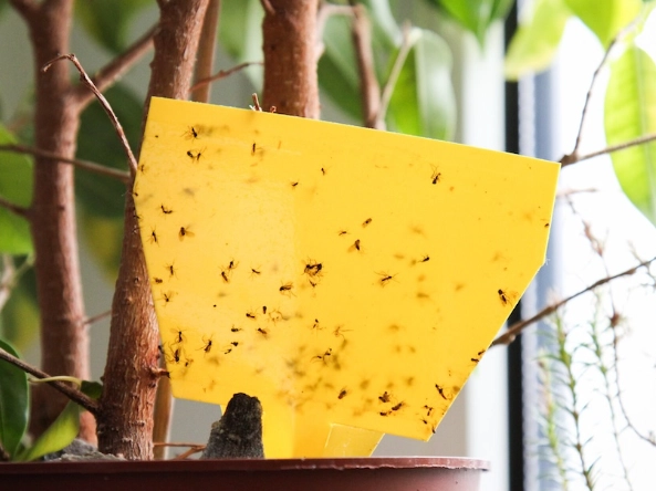 physical pest control