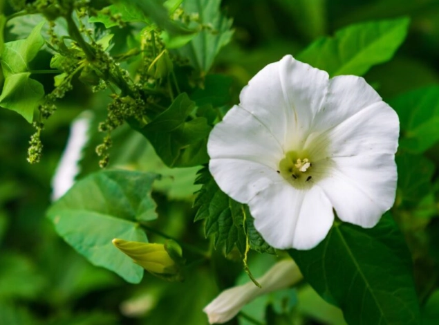 organic pest management organic pest management