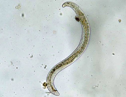 how to apply beneficial nematodes