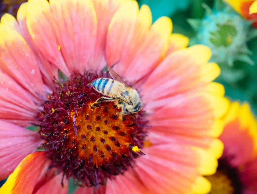 bee friendly flowers list bee friendly flowers list