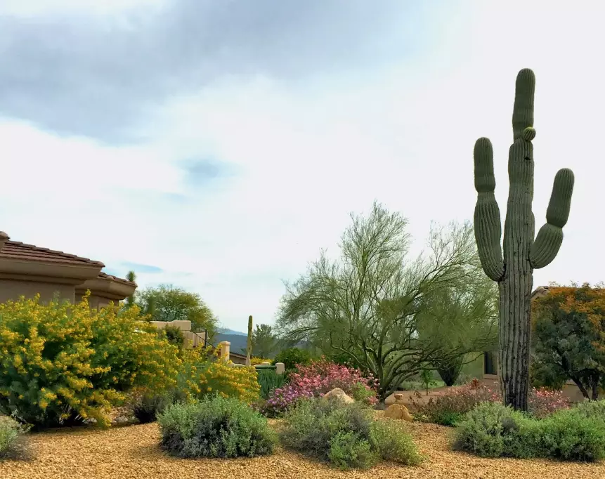 auxin plant hormone auxin plant hormone