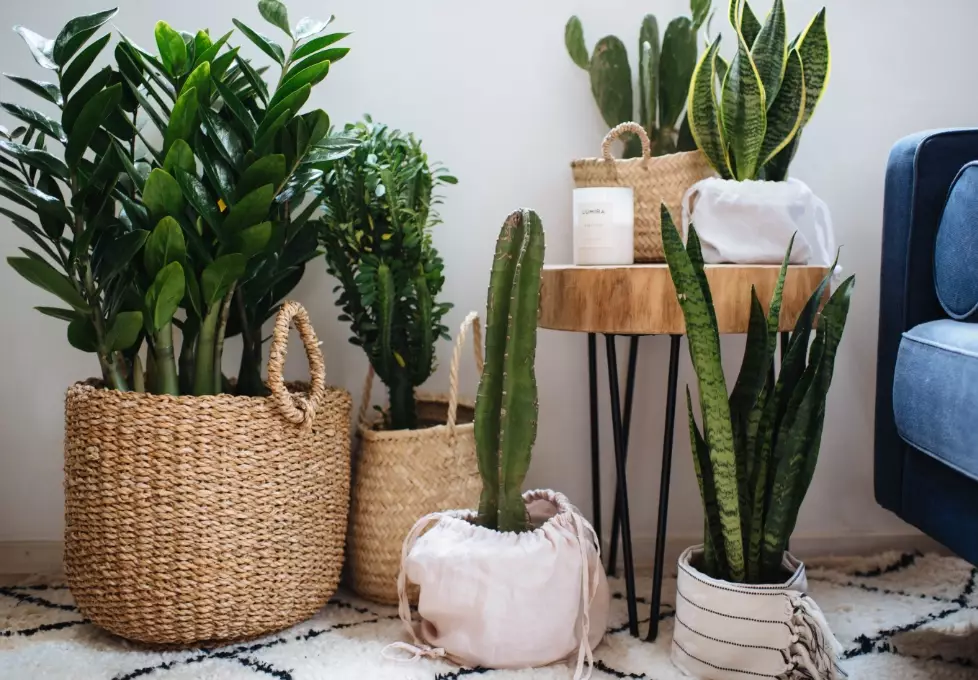 NASA clean air study