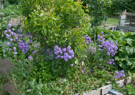 herb companion plants herb companion plants