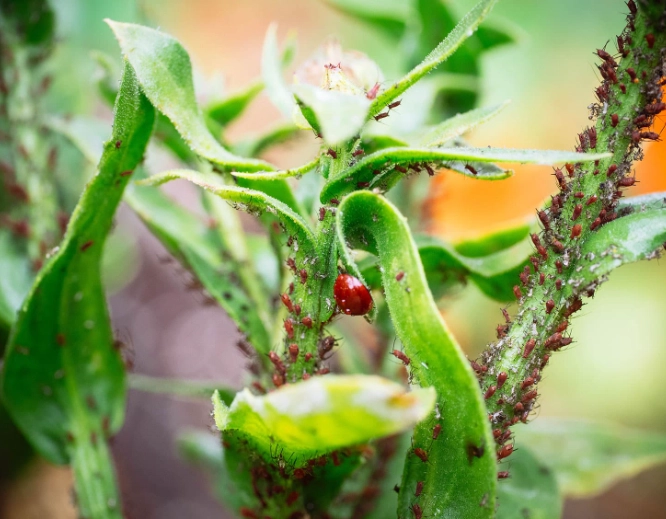 organic pest management organic pest management