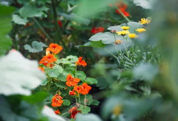 companion planting for pest control companion planting for pest control